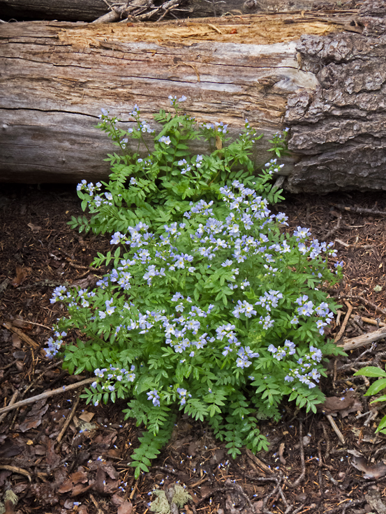 Subalpine Jacobs-Ladder 1.jpg